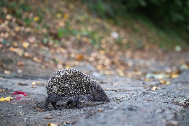 布伦兄弟 布伦兄弟